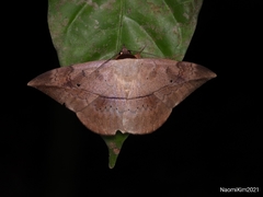 Hypopyra pudens