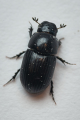 Agrilinus ater