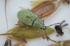 Phyllobius virideaeris