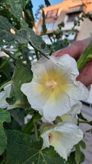 Malvoideae