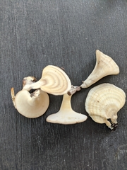 Microporellus obovatus