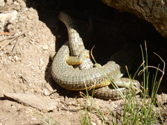 Elgaria coerulea palmeri