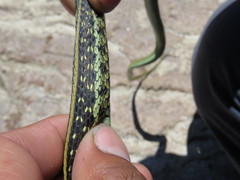 Thamnophis eques