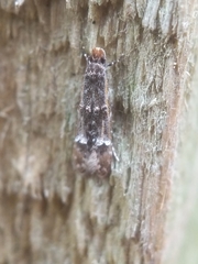 Tineidae clade b