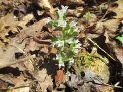 Obolaria virginica