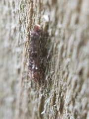 Tineidae clade b