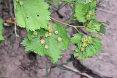 Dasineura crataegibedeguar
