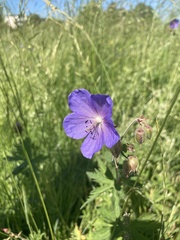 Geranium pratense