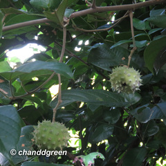 Byttneria grandifolia