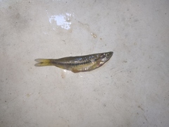 Rasbora