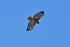 Buteo jamaicensis