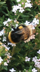 Bombus