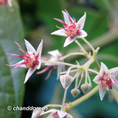 Byttneria grandifolia