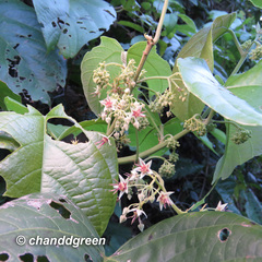 Byttneria grandifolia