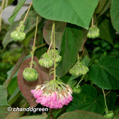 Dombeya wallichii