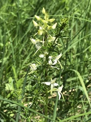 Platanthera bifolia