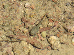 Hyla arenicolor