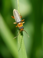 Cantharis lateralis