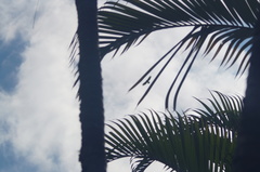 Parabuteo unicinctus