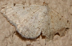 Digrammia yavapai