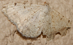 Digrammia yavapai