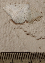 Digrammia yavapai