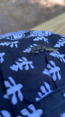 Ithycerus noveboracensis