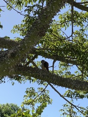 Falco sparverius