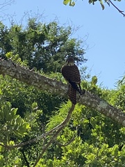 Falco sparverius
