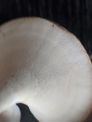 Microporellus obovatus