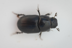 Agrilinus ater