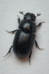 Agrilinus ater