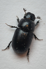 Agrilinus ater