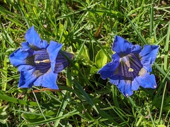 Gentiana acaulis