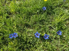Gentiana acaulis