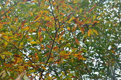 Lindera erythrocarpa