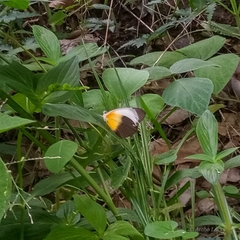 Mylothris chloris chloris