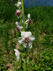 Verbascum blattaria