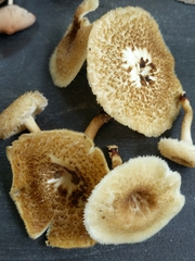 Lentinus