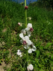Verbascum blattaria