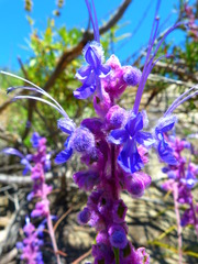 Trichostema lanatum