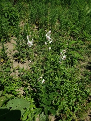 Verbascum blattaria