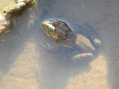 Lithobates montezumae