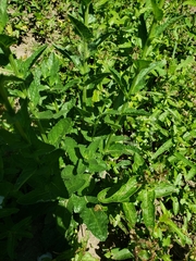 Verbascum blattaria