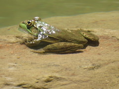 Lithobates montezumae