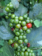 Witheringia solanacea