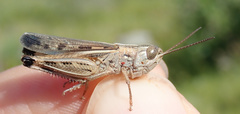Ramburiella hispanica