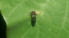 Agrilus plasoni