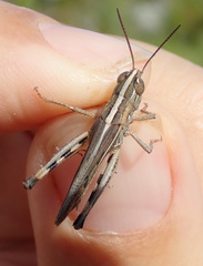 Ramburiella hispanica