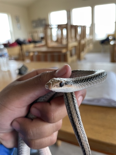 Big Bend Patchnose Snake